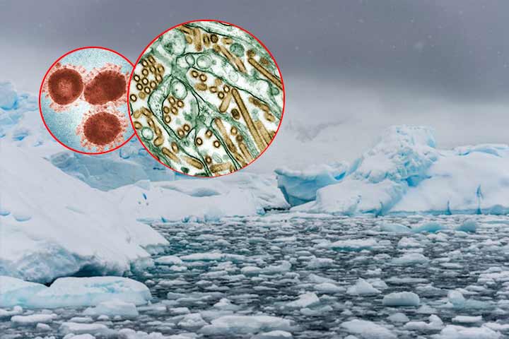 virus en la antartida